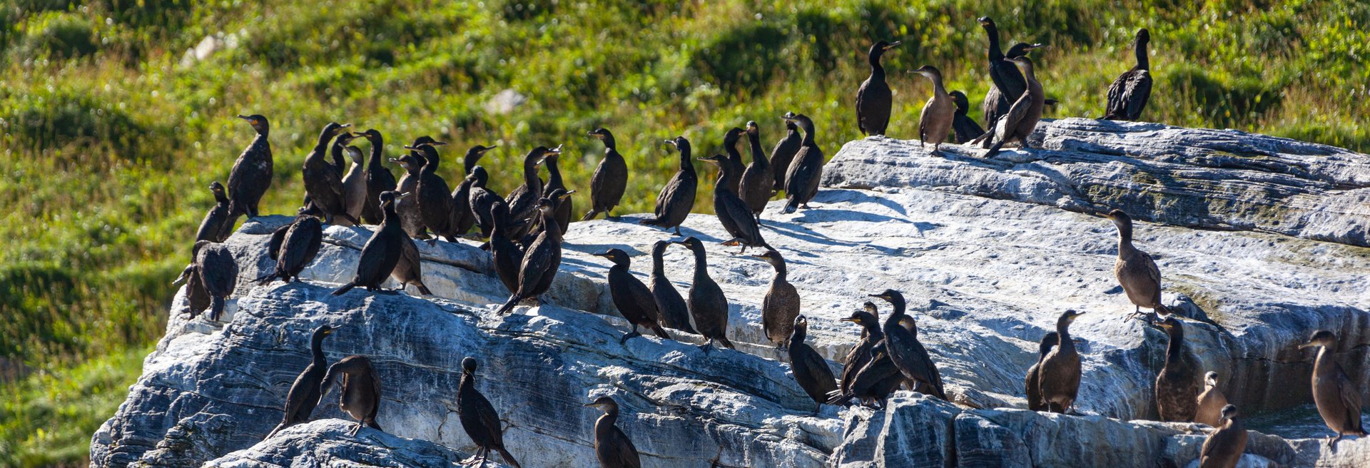 Vogelbeobachtung mit Hurtigruten - Krähenscharben auf Küstenfelsen