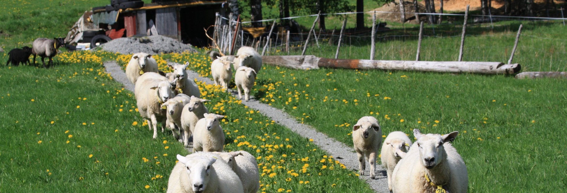 Schafherde auf einem Bauernhof auf den Lofoten
